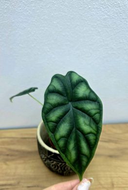 Alocasia Dragon Scale