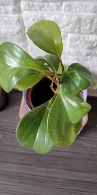 Peperomia obtusifolia