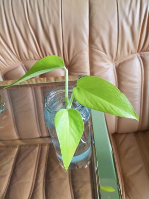 Epipremnum Neon - krásný čerstvý vrcholový řízek