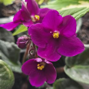 Fialka tmavě růžová, nakvétá