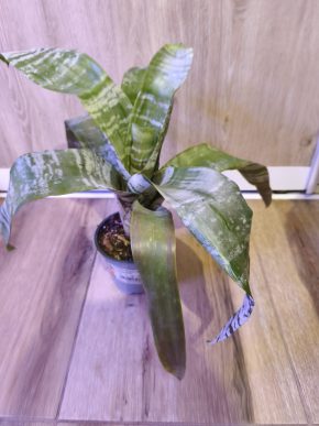 Bromélie Aechmea fasciata