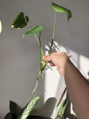 Monstera deliciosa mladá rostlinka