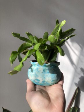 Vánoční kaktus / Schlumbergera truncata