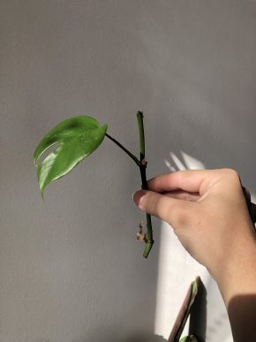 Monstera minima / Rhaphidophora tetrasperma #2
