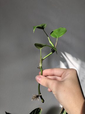 Monstera minima / Rhaphidophora tetrasperma #3