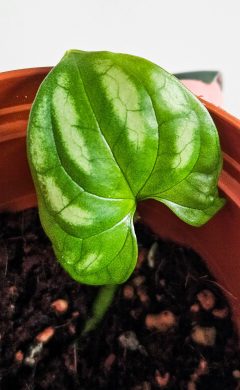 Cercestis Mirabilis raritka