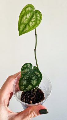 Piper ornatum raritka