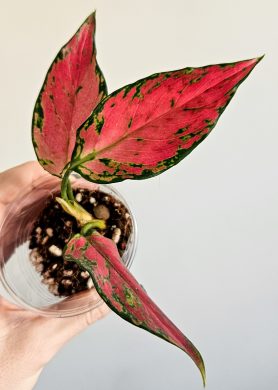 Aglaonema "Cherry baby"