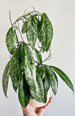 Hoya pubicalyx super splash