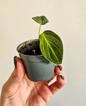 Philodendron melanochrysum