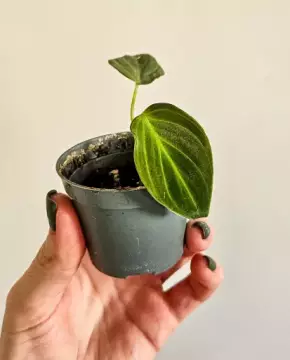 Philodendron melanochrysum