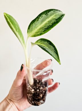 Aglaonema silver blue