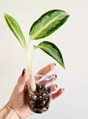 Aglaonema silver blue