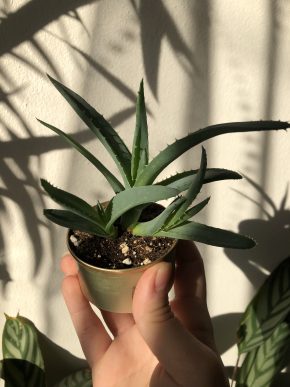 Aloe vera - zakořeněné baby rostlinky 🌸