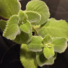 Rýmovník,  dvě odnože