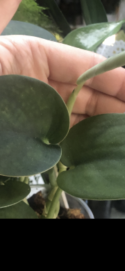 Scindapsus Jade Satin Dark- vrcholový řizek