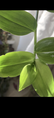 Tradescantia fluminensis zelená - čerstvý řizek