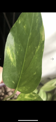 Epipremnum Hicolor - rostlina .