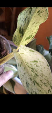 Epipremnum Snow Queen - vrcholový řizek .