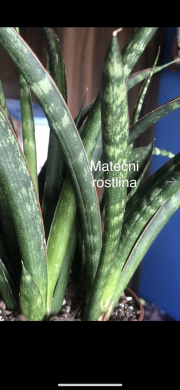 Sansevieria ( název neznam )#1