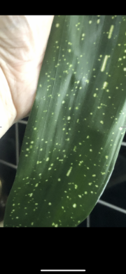 Aspidistra ELATIOR “Milky Way”