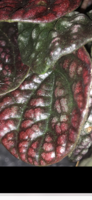 Peperomia Lucinda - list k zakořeněni .