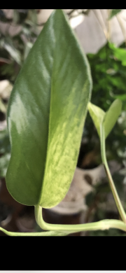 Epipremnum Marble Queen - vrcholový řizek .