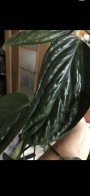 Monsteta Peru  - stonkovy řizek .