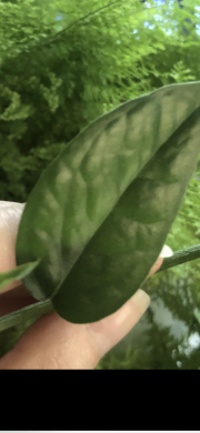 Epipremnum Cebu Blue variegata ( revert) - vrcholový řizek .