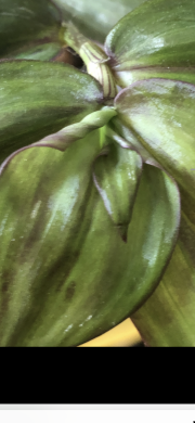 Tradescantia ( název neznam )- čerstvý řizek .