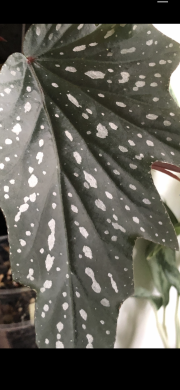 Begonia Sophie Cecile - čerstvý vrcholový řizek .