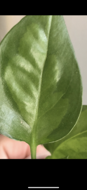 Epipremnum Global Green - rostlina.