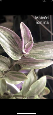 Tradescantia Albiflora Míní Lilak Spot - rostlina