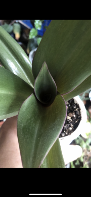 Tradescantia Reo - rostlina .