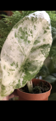 Alocasia Macrorrhiza Mint — rostlina .