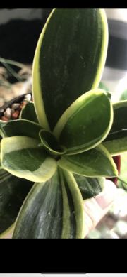 Sansevieria Hahnii “ Honey Bunny”- rostlina .