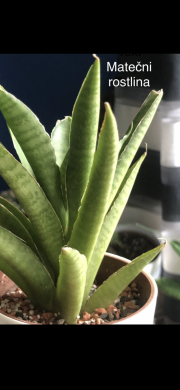 Sansevieria ( název neznám ) #2.