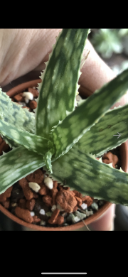 Aloe Snow Flake -rostlina.