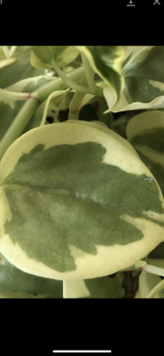 Peperomia Scandens variegata - čerstvý řizek