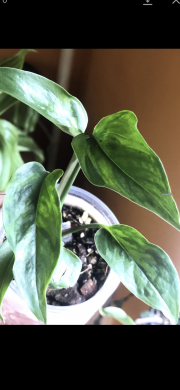 Epipremnum Marble Green - menší rostlina .