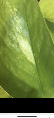 Epipremnum Neon variegata - stonkovy řizek .( jeden list )