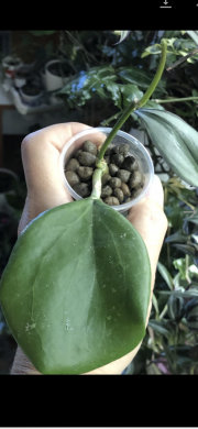 Hoya Quinguenervia - rostlina .