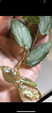 Pilionia Repens - čerstvý řizek