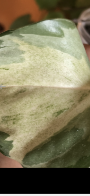 Epipremnum Manjula - vrcholový řizek .