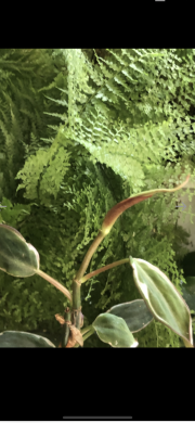 Philodendron Velvet Haló Micans - vrcholový řizek .