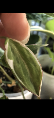 Philodendron Velvet Helo Micans - stonkovy ( jeden list ) řizek .