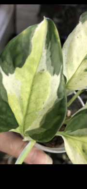 Epipremnum Japanese Global - vrcholový řizek .