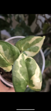 Epipremnum N’jon - rostlina .