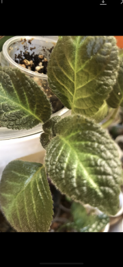 Episcia Pink Panter - čerstvý řizek .
