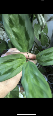 Maranta Cristata “Intense “- čerstvý řizek.
